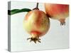 Two Pomegranates-null-Stretched Canvas