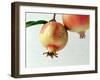 Two Pomegranates-null-Framed Photographic Print