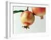 Two Pomegranates-null-Framed Photographic Print