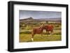 Two Ponies in the Wilds of Dartmoor, Devon, England, United Kingdom, Europe-Julian Elliott-Framed Photographic Print