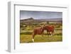 Two Ponies in the Wilds of Dartmoor, Devon, England, United Kingdom, Europe-Julian Elliott-Framed Photographic Print