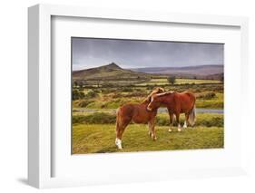 Two Ponies in the Wilds of Dartmoor, Devon, England, United Kingdom, Europe-Julian Elliott-Framed Photographic Print