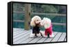 Two Poodle Dog Standing-Raywoo-Framed Stretched Canvas