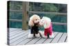 Two Poodle Dog Standing-Raywoo-Stretched Canvas