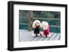 Two Poodle Dog Standing-Raywoo-Framed Photographic Print