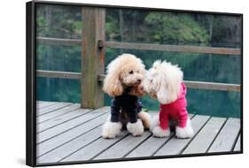 Two Poodle Dog Standing-Raywoo-Framed Photographic Print