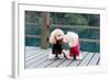 Two Poodle Dog Standing-Raywoo-Framed Photographic Print