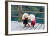 Two Poodle Dog Standing-Raywoo-Framed Photographic Print