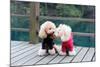 Two Poodle Dog Standing-Raywoo-Mounted Photographic Print