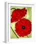 Two Poppies-Holly Carr-Framed Giclee Print