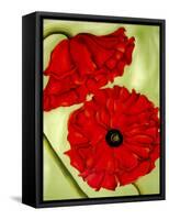 Two Poppies-Holly Carr-Framed Stretched Canvas