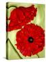 Two Poppies-Holly Carr-Stretched Canvas