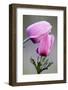 Two Poppy Anemone (Anemone Coronaria) Flowers, Omalos, Crete, Greece, April 2009-Lilja-Framed Photographic Print