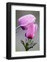 Two Poppy Anemone (Anemone Coronaria) Flowers, Omalos, Crete, Greece, April 2009-Lilja-Framed Photographic Print