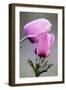 Two Poppy Anemone (Anemone Coronaria) Flowers, Omalos, Crete, Greece, April 2009-Lilja-Framed Photographic Print