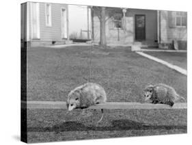 Two Possums Perched on a Fence, Ca. 1910-null-Stretched Canvas