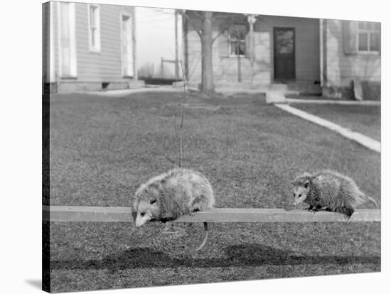 Two Possums Perched on a Fence, Ca. 1910-null-Stretched Canvas