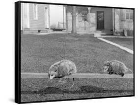 Two Possums Perched on a Fence, Ca. 1910-null-Framed Stretched Canvas