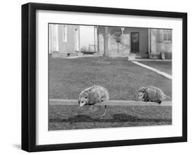 Two Possums Perched on a Fence, Ca. 1910-null-Framed Premium Photographic Print