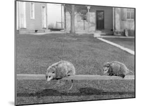Two Possums Perched on a Fence, Ca. 1910-null-Mounted Premium Photographic Print