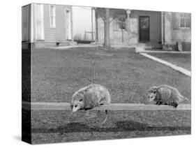 Two Possums Perched on a Fence, Ca. 1910-null-Stretched Canvas