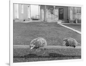 Two Possums Perched on a Fence, Ca. 1910-null-Framed Photographic Print