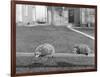 Two Possums Perched on a Fence, Ca. 1910-null-Framed Photographic Print