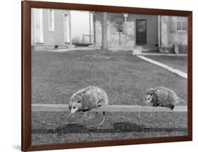 Two Possums Perched on a Fence, Ca. 1910-null-Framed Photographic Print
