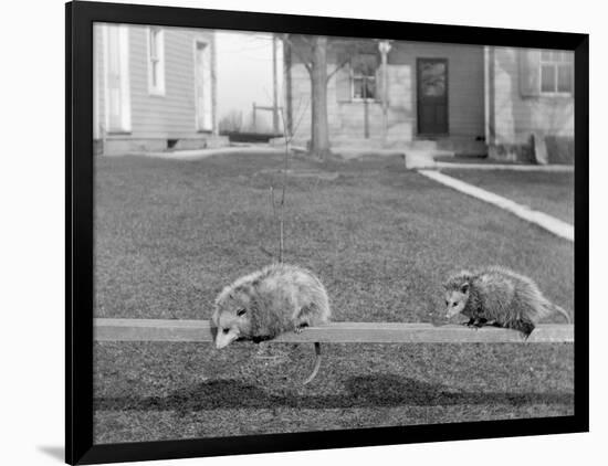 Two Possums Perched on a Fence, Ca. 1910-null-Framed Photographic Print