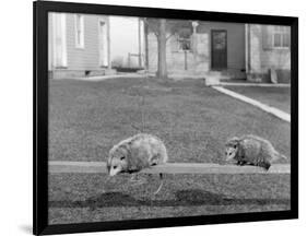 Two Possums Perched on a Fence, Ca. 1910-null-Framed Photographic Print