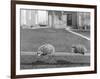 Two Possums Perched on a Fence, Ca. 1910-null-Framed Photographic Print