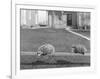 Two Possums Perched on a Fence, Ca. 1910-null-Framed Photographic Print