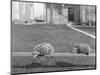 Two Possums Perched on a Fence, Ca. 1910-null-Mounted Photographic Print