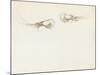 Two Prawns-John Singer Sargent-Mounted Giclee Print