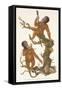 Two Primates on a Tree, 1823-Edward Donovan-Framed Stretched Canvas
