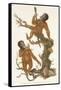 Two Primates on a Tree, 1823-Edward Donovan-Framed Stretched Canvas