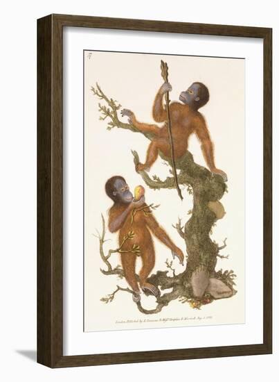 Two Primates on a Tree, 1823-Edward Donovan-Framed Giclee Print