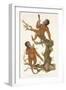 Two Primates on a Tree, 1823-Edward Donovan-Framed Giclee Print