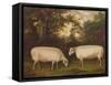 Two Prize Border Leicester Rams in a Landscape, 1800-Timothy Easton-Framed Stretched Canvas
