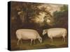 Two Prize Border Leicester Rams in a Landscape, 1800-Timothy Easton-Stretched Canvas