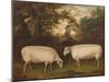 Two Prize Border Leicester Rams in a Landscape, 1800-Timothy Easton-Mounted Giclee Print