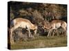 Two Pronghorn (Antilocapra Americana) Bucks Sparring, Yellowstone National Park, Wyoming, USA-James Hager-Stretched Canvas