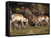 Two Pronghorn (Antilocapra Americana) Bucks Sparring, Yellowstone National Park, Wyoming, USA-James Hager-Framed Stretched Canvas
