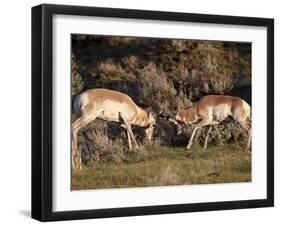 Two Pronghorn (Antilocapra Americana) Bucks Sparring, Yellowstone National Park, Wyoming, USA-James Hager-Framed Photographic Print