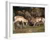 Two Pronghorn (Antilocapra Americana) Bucks Sparring, Yellowstone National Park, Wyoming, USA-James Hager-Framed Photographic Print