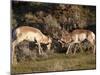 Two Pronghorn (Antilocapra Americana) Bucks Sparring, Yellowstone National Park, Wyoming, USA-James Hager-Mounted Photographic Print