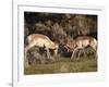 Two Pronghorn (Antilocapra Americana) Bucks Sparring, Yellowstone National Park, Wyoming, USA-James Hager-Framed Photographic Print