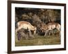 Two Pronghorn (Antilocapra Americana) Bucks Sparring, Yellowstone National Park, Wyoming, USA-James Hager-Framed Photographic Print