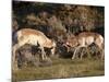 Two Pronghorn (Antilocapra Americana) Bucks Sparring, Yellowstone National Park, Wyoming, USA-James Hager-Mounted Photographic Print