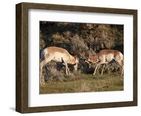 Two Pronghorn (Antilocapra Americana) Bucks Sparring, Yellowstone National Park, Wyoming, USA-James Hager-Framed Photographic Print